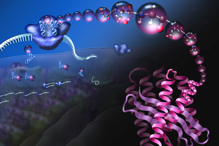 Protein isoform analysis