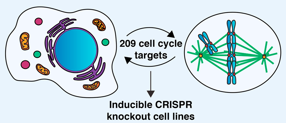 Cell Cycle Knockouts Database